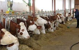 Devlet desteğiyle kurulan süt çiftliği Avrupa...