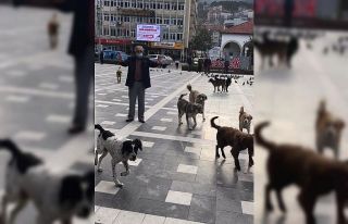 Devrek’te gazete dağıtıcısına başıboş köpekler...