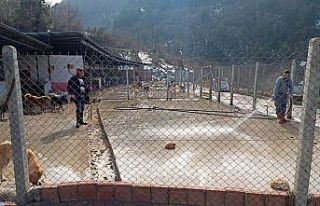 Devrek’te Sokak hayvanları barınağa yerleştirildi