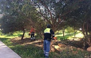 Didim’de yeşil alan çalışmaları devam ediyor