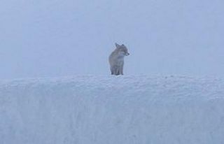 Doğa koruma ekiplerini bekleyen tilkiler dikkat çekti