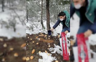 Doğadaki sahipsiz hayvanlara her gün yem bırakıyorlar