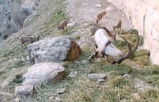 Doğaya bırakılan yemleri yiyen keçiler görüntülendi