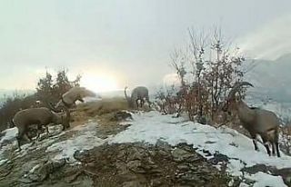 Doğaya bırakılan yemleri yiyen yaban keçileri...