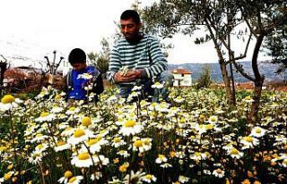 Doğuda kara kış Manisa’da bahar