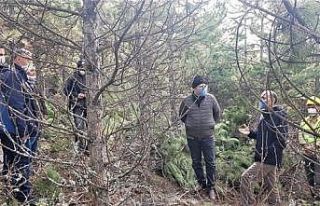 Domaniç ormanlarında sıklık bakımları