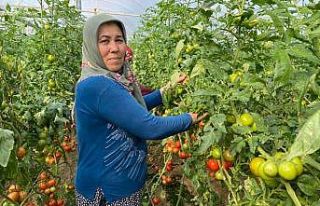 Domates üreticisi sera ile tezgahtaki fiyat farkına...