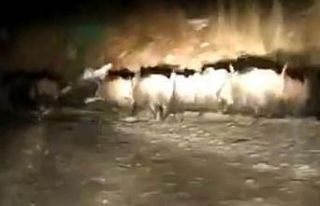 Domuz sürüleri aracın önünde koştu