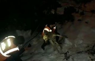 Donmak üzere olan köpek belediye ekiplerince kurtarıldı