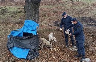 Donmak üzere olan köpeklerin imdadına jandarma...