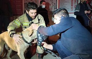 Dumandan zehirlenen köpek, kalp masajıyla hayata...