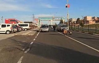 Duyarlı sürücünün tavrı, koyun ve yavrusunu...