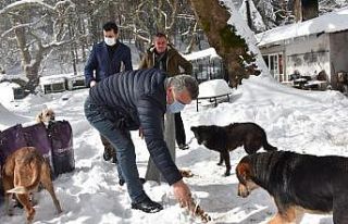 Edremit Belediyesi soğuk havalarda sokak hayvanlarının...