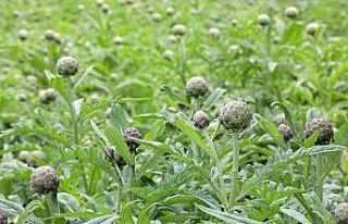 Ege’nin eşsiz gıdası enginar şifa deposu