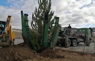 Emet’te ağaç dikim çalışmaları