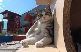 Engelleri kaldıran ’kedi köyü’