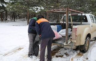 Erbaa Belediyesi kış şartlarında yiyecek bulmakta...