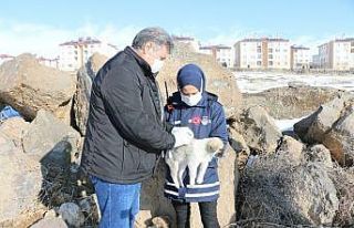 Erciş’te drone ile tespit edilen sokak hayvanları...