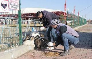 Erciş’te sokak hayvanları unutulmadı