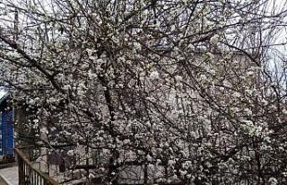 Erik ağaçları kış ortasında çiçek açtı