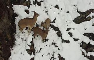 Erzincan’da dağ keçileri havadan görüntülendi