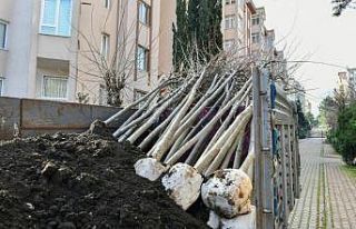 Esenyurt’ta kesilmek zorunda kalan ağaçların...