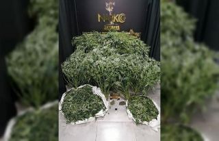 Evinde esrar yetiştiren 2 şüpheli tutuklandı
