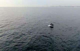 Faturası yunuslara çıkartılan hamsi yokluğunda...