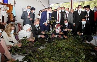 Fethiye’de 500 bin Ada Çayı ve Kekik fidesi dağıtıldı