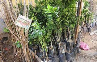 Fidan ve tohumda satış durgun