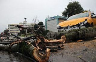 Fırtınanın devirdiği ağaç park halindeki taksileri...
