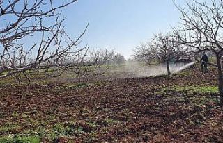 Fıstık ağaçları ilaçlanmaya başlandı