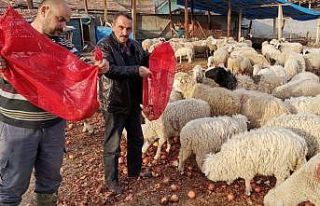 Fiyatıyla gündem olmuştu, şimdi koyunlara yediriliyor