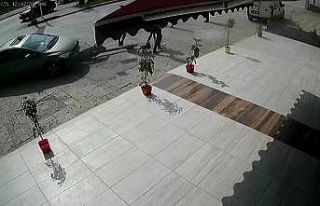 Fren yerine gaza basan kadın sürücü önce trafik...