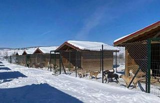 Geçici Hayvan Barınağı kış şartlarında sokak...