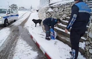 Geyikli Belediyesi sokak hayvanlarını unutmadı