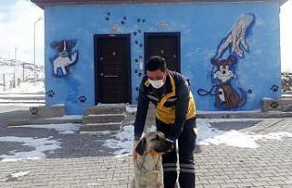 Gözleri görmeyen köpeğe Nevşehir Belediyesi sahip...