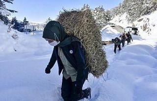 Gümüşhane’de yaban hayvanları aç bırakılmıyor