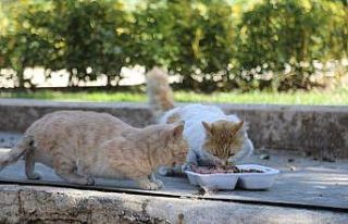 Hafta sonu sokak hayvanları unutulmadı