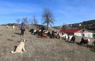 Halep keçileri Ordu’yu sevdi