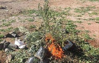 Hastalıklı fidanlar imha edildi