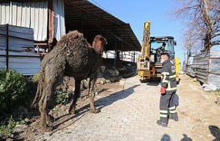 Hatay’da deve kurtarma operasyonu