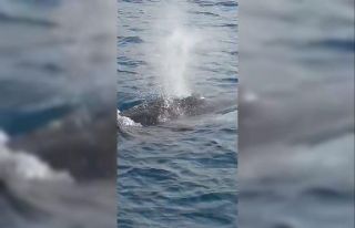 Hatay’da uzun balina heyecanı