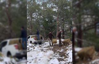 Hatay’da yaban hayvanları için doğaya 300 kilo...