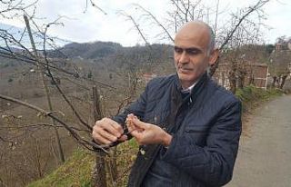 Hava sıcaklıkları fındığı olumsuz etkiledi