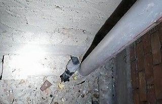 Havalandırma boşluğuna düşen güvercini itfaiye...