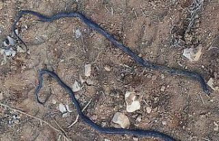 Havaların ısınmasıyla ortaya çıkan yılanlar...