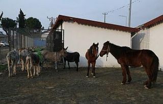 Hayvan barınağının davetsiz misafirleri