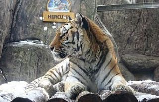 Hayvanat bahçesindeki kaplanlar karla buluştu