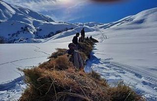 Hayvanlar için dağlardan kızaklarla ot taşıyorlar